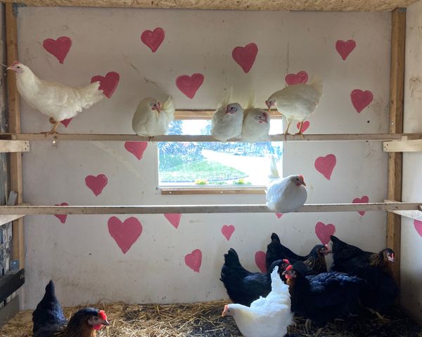 Winzerhof Hintereck Theresas Hühner Hotel